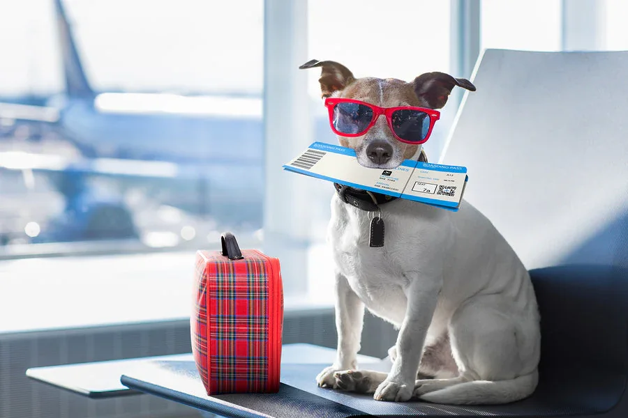 How to Travel With Pets on a Plane: Complete Guide How to Travel With Pets on a Plane Complete Guide